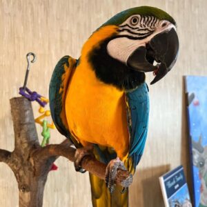 amazon macaw amazon macaw parrot amazon macaw price festive amazon parrot festive amazon festive parrot amazon macaw for sale