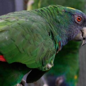 amazon parrot for sale amazon birds for sale amazon parrot amazon parrot cost amazon parrot price amazon parrot for sale near me how much is an amazon parrot amazon birds for sale near me amazon parrot breeder amazon parrot price in usa