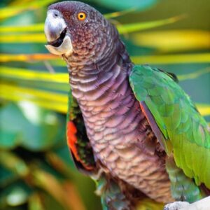 imperial amazon parrot imperial amazon for sale imperial amazon parrot for sale imperial amazon bird