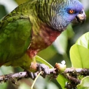 saint lucia amazon parrot saint lucia parrot saint lucia amazon