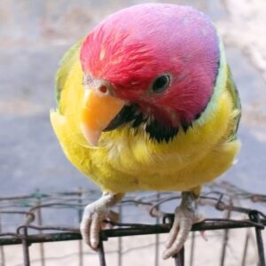 plum head parrot plum head for sale plum headed parakeet price plum head parakeets for sale