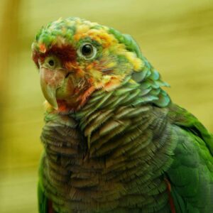 vinaceous breasted amazon vinaceous amazon parrot vinaceous amazon vinaceous amazon for sale