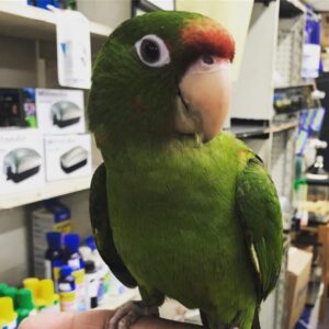 puerto rican amazon parrot puerto rican amazon puerto rican parrot puerto rican amazon parrot for sale puerto rican parrot for sale