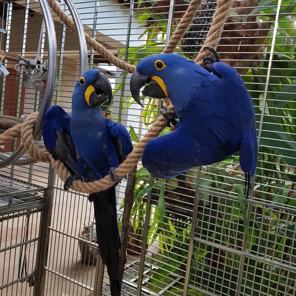 parrots for sale african grey parrots buy amazon parrot hyacinth macaw for sale buy parrots order a parrot online parrots near me parrots for sale near me birds for sale pet birds for sale