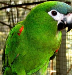 hahn's macaw hahns macaw bird hahn s macaw hahns macaw hahns macaw for sale hahns macaw price hahn macaw hahns macaw baby hahns macaw for sale near me hahns macaw breeder