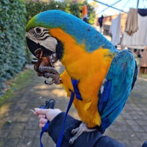 blue throated macaw blue macaw parrot blue throated macaw for sale blue throated macaw price the blue throated macaw how much is a blue throated macaw blue throated macaw for sale near me blue throated macaw breeders