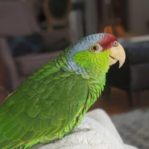 lilac crowned amazon parrot lilac crowned amazon lilac crowned parrot amazon lilac parrot lilac crowned amazon parrot price lilac crowned amazon price lilac crowned amazon parrot for sale lilac amazon parrot for sale lilac amazon parrot price lilac crowned amazon breeders