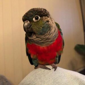 crimson bellied conures crimson bellied conure crimson bellied conure for sale crimson bellied conure price crimson bellied green cheek conure crimson bellied conure for sale near me crimson bellied conure cost crimson bellied conure as pets