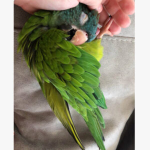 blue crown conure blue crown conure parrot blue crown conure bird blue crowned conure blue crown conure for sale blue conure parrot blue crown conure for sale near me blue crowned conure cost blue crown conure for sale florida blue crown conure breeder