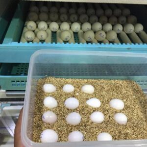 african grey parrot eggs for sale african grey parrot eggs african grey parrot hatching eggs african grey eggs african grey parrot eggs for sale near me african grey egg price