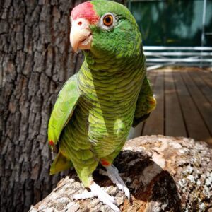 amazona tucumana tucuman amazon tucuman amazon parrot tucuman parrot tucuman amazon parrot for sale