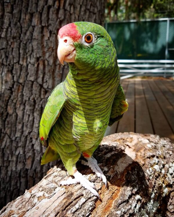 amazona tucumana tucuman amazon tucuman amazon parrot tucuman parrot tucuman amazon parrot for sale