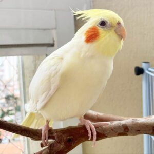 cockatiel cockatiel for sale cockatiel bird for sale cockatiel birds cockatiel bird price cockatiel price cockatiels for sale near me cockatiel bird for sale near me cockatiel bird cost cockatiels near me