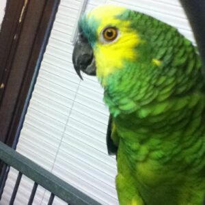 Blue Winged Amazon Buy Blue Winged Amazon Parrot Online