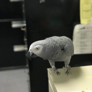 african grey parrot adoption african gray for adoption african grey adoption african grey birds for adoption african grey parrots breeders buy african grey parrot african grey breeders near me african grey parrot for adoption near me african grey near me african grey parrot near me