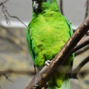 Black-billed Amazon Parrot Black Billed Amazon Parrot for sale