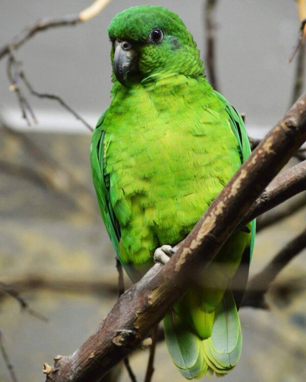 Black-billed Amazon Parrot Black Billed Amazon Parrot for sale