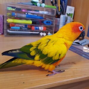 sun conure sun conure bird sun conure for sale sun conure cost sun conure bird price price of sun conure parrot sun conure sun conure baby how much is a sun conure sun conure as pets