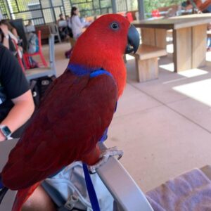 red eclectus parrot red sided eclectus parrot red sided eclectus red sided eclectus parrot for sale red sided eclectus for sale red eclectus parrot price