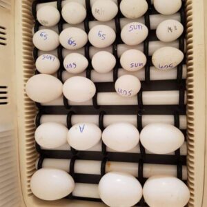 harlequin macaw eggs buy harlequin macaw eggs online