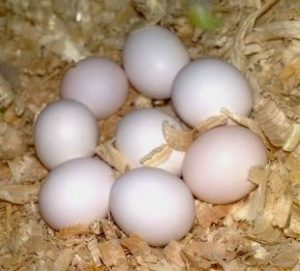 hyacinth macaw eggs for sale hyacinth macaw egg hyacinth macaw eggs hyacinth macaw egg price