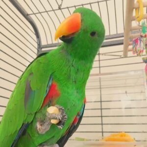 eclectus parrot for sale eclectus parrots baby eclectus parrot for sale cost of eclectus parrot eclectus parrot for sale near me eclectus parrot adoption eclectus parrot as a pet eclectus parrot breeders how much does an eclectus parrot cost blue eclectus parrot for sale