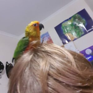 jenday conure jenday conure parrot jenday conure bird jenday conure price jenday conure for sale buy jenday conure jenday conure for sale near me jenday conure cost jenday conure breeders jenday conure breeder