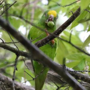 Tui Parakeet where to buy parrot near me where can i buy a parrot