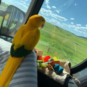 golden conure golden conure for sale golden conure price golden conure bird golden conure cost golden conure bird golden conure breeders golden conure for adoption golden conure for sale in california golden conure for sale near me