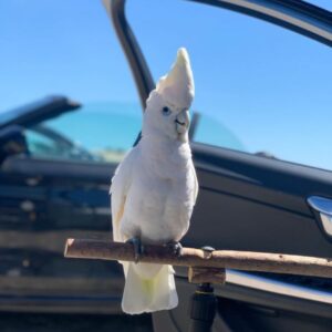 solomon cockatoo solomons cockatoo price solomons cockatoo