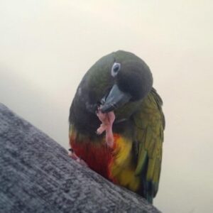 conure patagonian patagonian conure parrot patagonian parrot patagonian conure for sale patagonian conure price patagonian parrot for sale patagonian conure for sale near me patagonian conure for adoption patagonian conure breeder patagonian conure pet