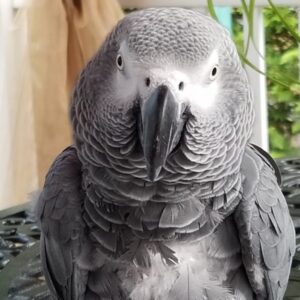 african grey for sale african grey for sale near me grey parrot price african gray parrot for sale near me african gray parrot price african grey price african grays for sale near me african gray parrot cost african grey bird price african gray congo