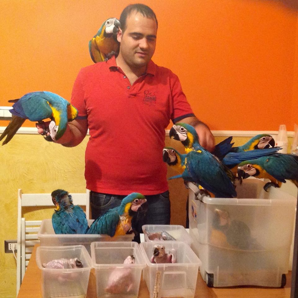 parrots for sale african grey parrots buy amazon parrot hyacinth macaw for sale buy parrots order a parrot online parrots near me parrots for sale near me birds for sale pet birds for sale