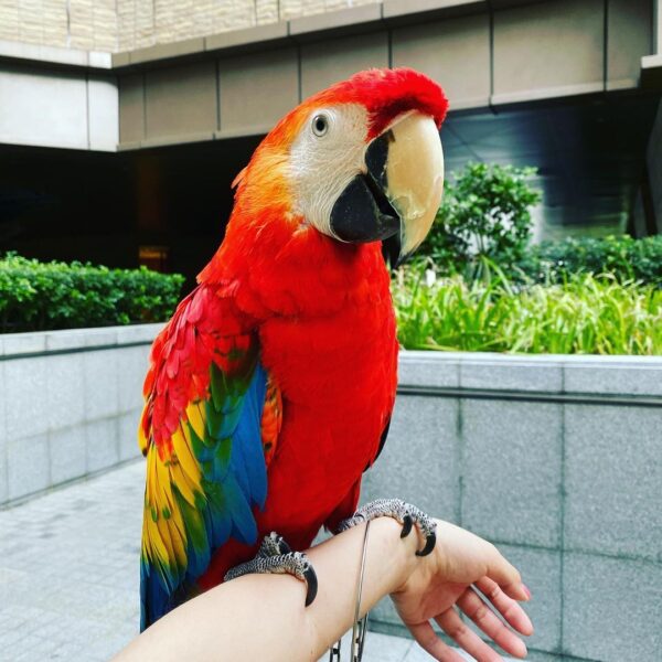 scarlet macaw bird price of scarlet macaw scarlet macaw cost scarlet macaw for sale scarlet macaw price scarlet macaw parrot scarlet macaw pet scarlet macaw parrot price scarlet macaw for sale near me Scarlet Macaw