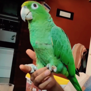 mealy amazon parrot mealy amazon southern mealy amazon mealy amazon for sale mealy amazon parrot for sale mealy amazon parrot price southern mealy amazon for sale southern mealy amazon parrot southern mealy amazon parrots