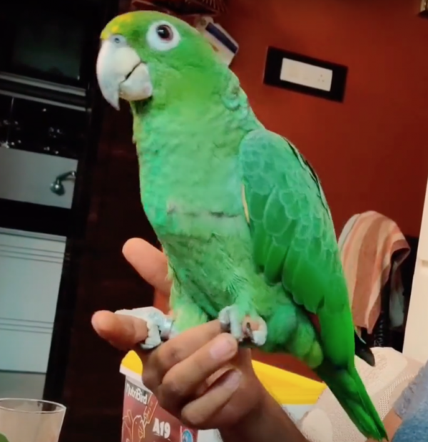 mealy amazon parrot mealy amazon southern mealy amazon mealy amazon for sale mealy amazon parrot for sale mealy amazon parrot price southern mealy amazon for sale southern mealy amazon parrot southern mealy amazon parrots