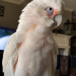 corella bird cockatoo corella corella cockatoo for sale corella cockatoo price