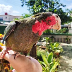 cuban amazon parrot cuban amazon parrot for sale cuban parrot cuban amazon bird cuban amazon parrot price cuban amazon price