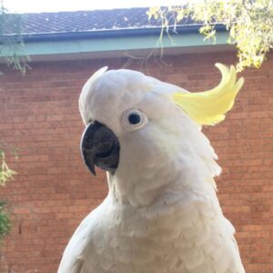 sulphur crested cockatoo sulfur cockatoo galerita cockatoo sulfur cockatoo sulfur crested white crested cockatoo sulphur cockatoo price sulphur cockatoo for sale sulfur crested cockatoo price sulfur crested cockatoo for sale sulfur cockatoo price