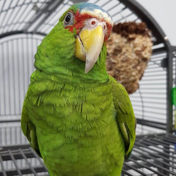 white fronted amazon white fronted parrot white fronted amazon parrot white fronted amazon parrot for sale white fronted amazon parrot price