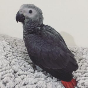 african gray bird african grey for sell african grey parrot bird african grey parrot bird for sale african grey parrot for sell african gray parrot african grey parrot price african grey parrots cost african grey parrot for sale near me grey parrot