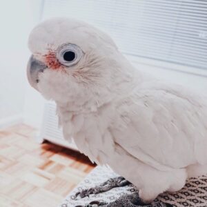 umbrella cockatoo parrot umbrella cockatoo bird tanimbar corella cockatoo corella tanimbar corella price