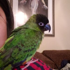 nanday conure nanday conure bird nanday conure parrot nanday bird nanday parakeet nanday parrot nanday conure cost nanday conure for sale nanday conure price nanday parakeet for sale