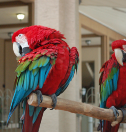 green wing macaw green winged macaw for sale green winged macaw price green wing macaw price green wing macaw breeders