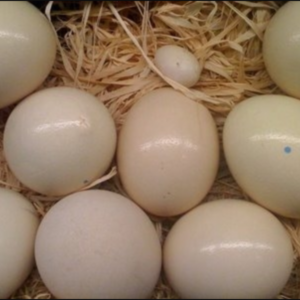 scarlet macaw egg scarlet macaw eggs for sale