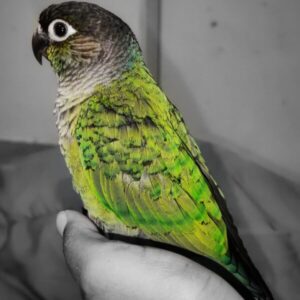 green cheek conure green cheek conure bird bird conure green cheeked cheek conure cheek conure bird conure bird green cheeked green cheek bird green conure bird green cheek parakeet green cheek