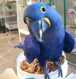 hyacinth macaw bird hyacinth macaw adoption hyacinth macaw for sale hyacinth macaw for sale near me cost of hyacinth macaw hyacinth macaw as a pet hyacinth macaw baby hyacinth macaw babies for sale