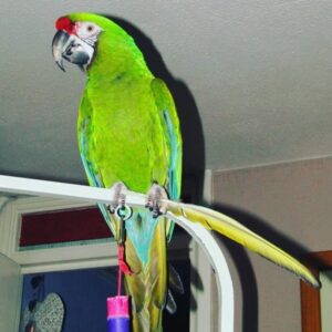 military macaw military macaw parrot military macaw pet military macaws for sale military parrot