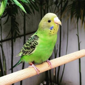 Buy Golden Parakeet Parrots Online